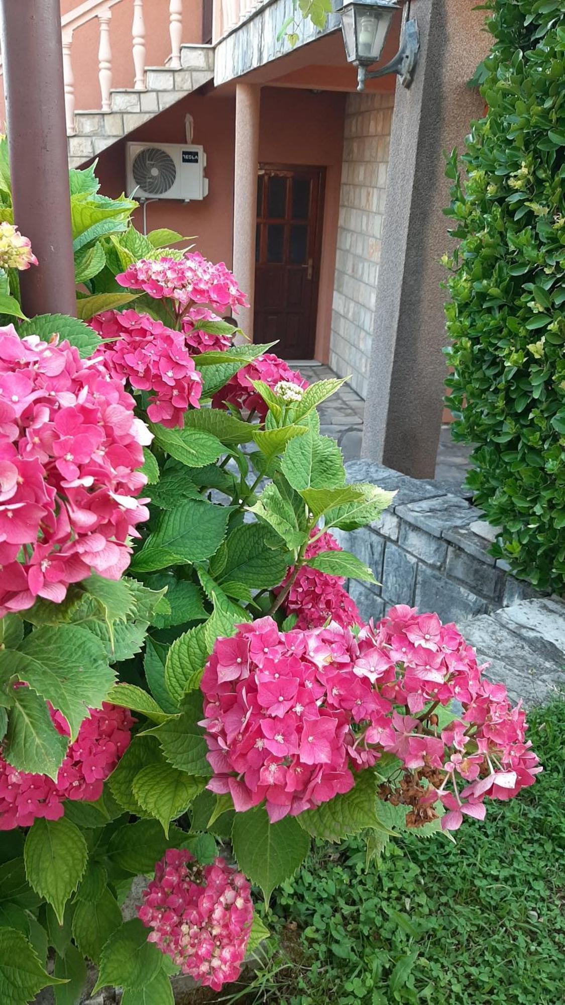 Apartmani "Dukic" Pelinovo Quarto foto
