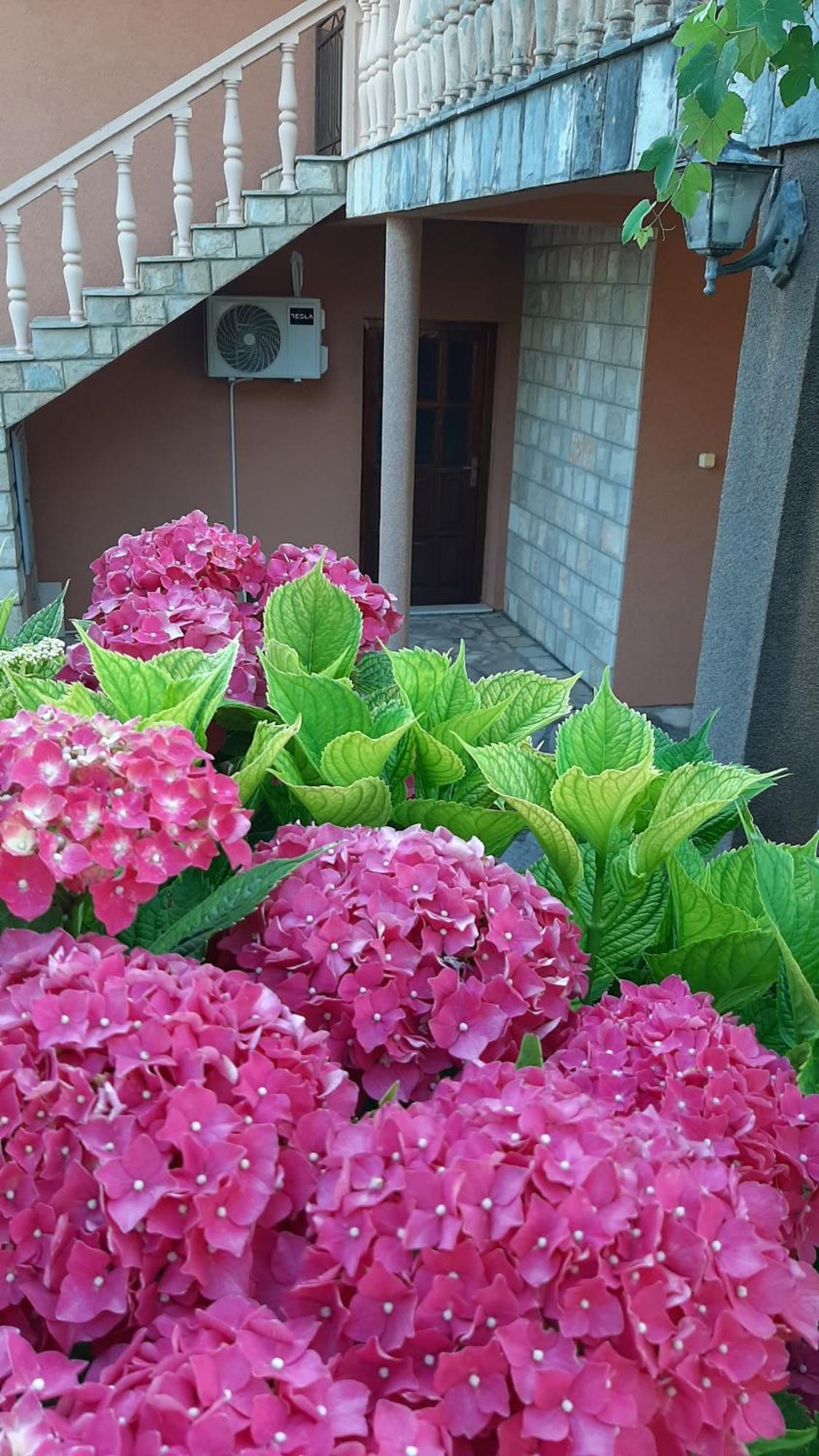 Apartmani "Dukic" Pelinovo Quarto foto